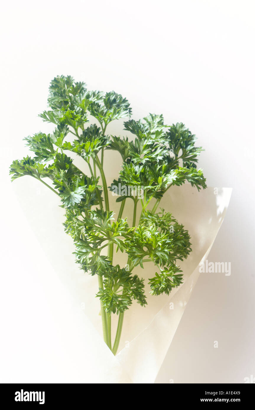 curley parsley Stock Photo