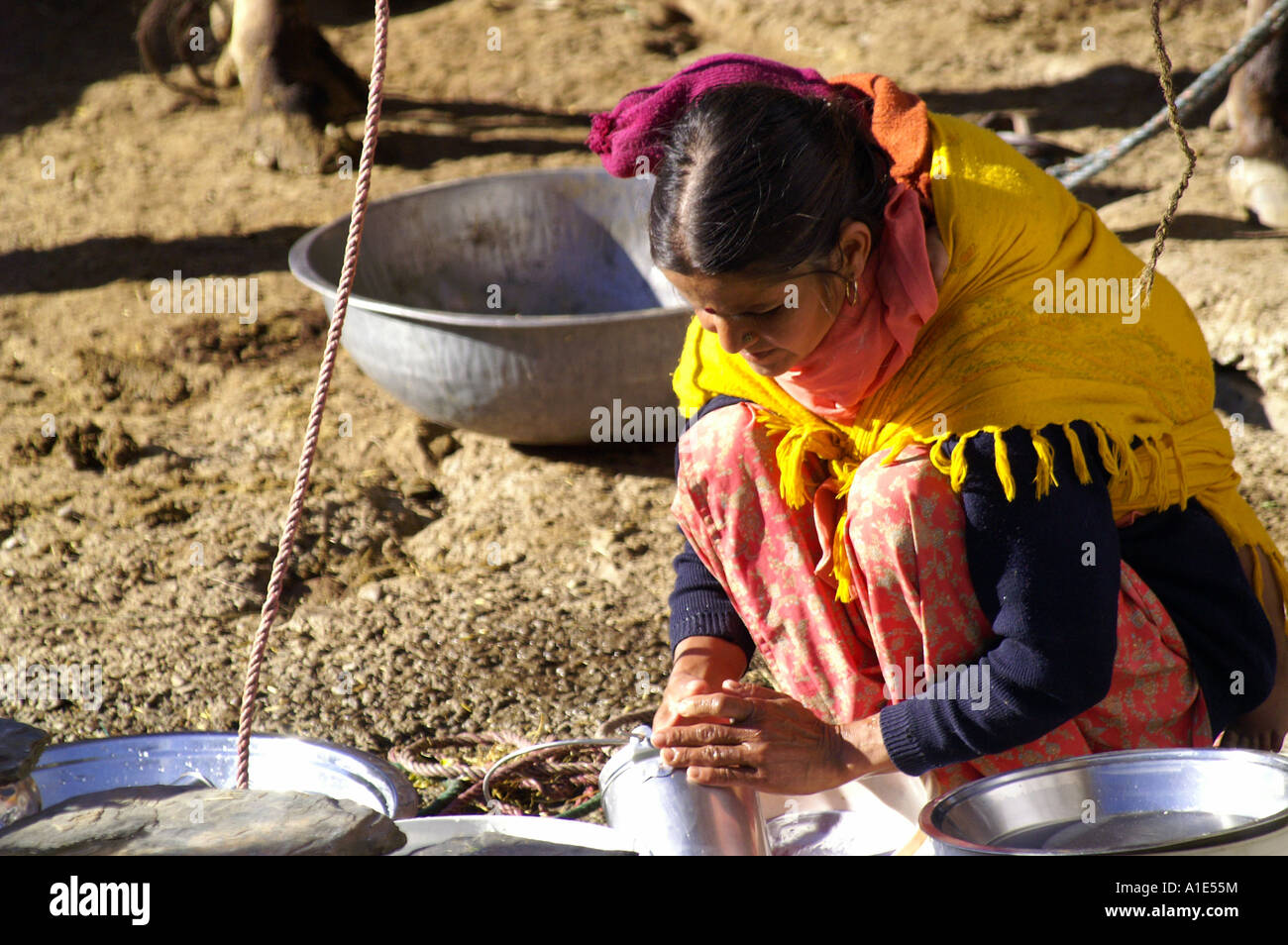 Young native indian woman washing dishes in front of her cow at at house yard, Bhagsunag village, India Stock Photo