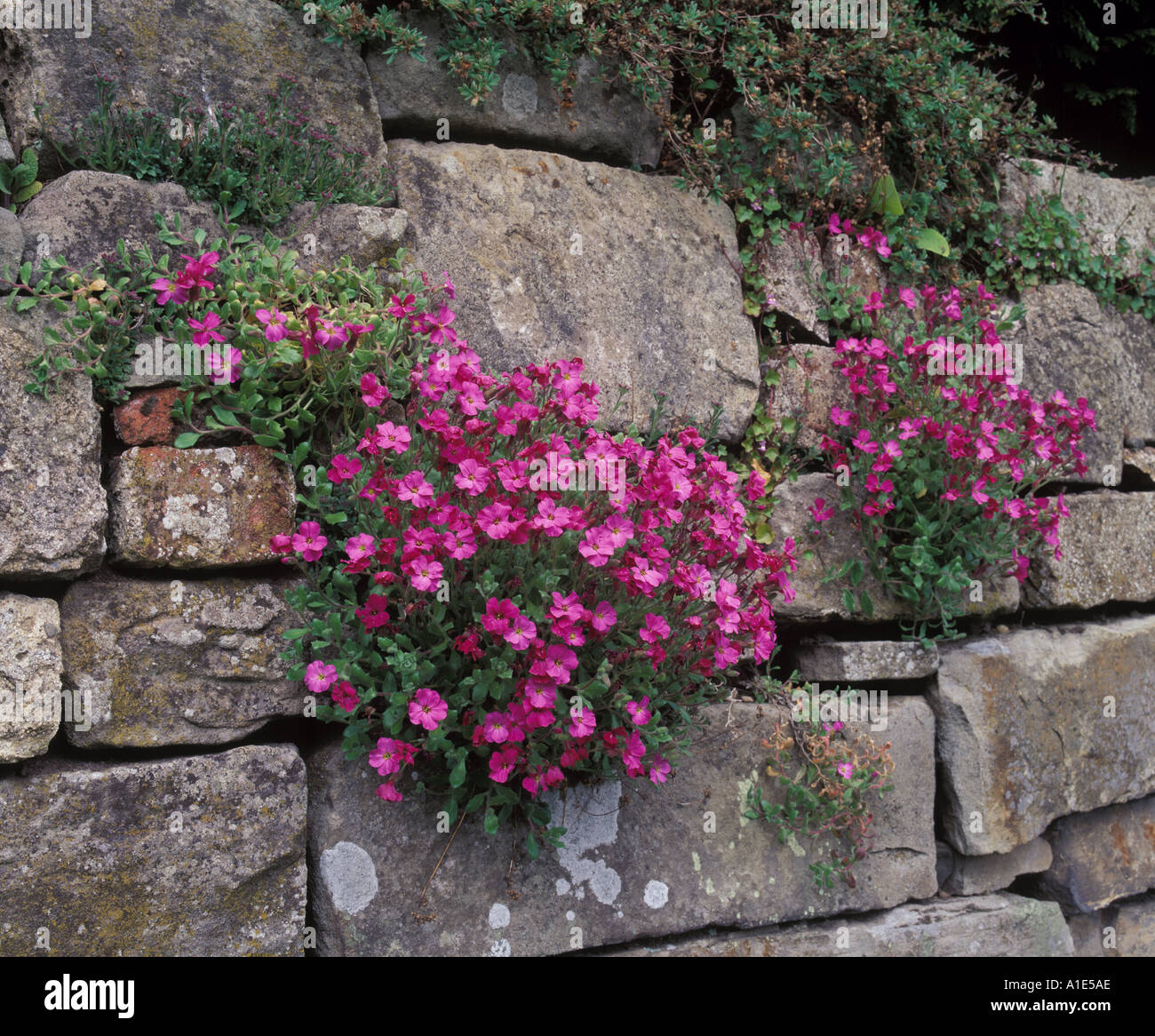 Pink Aubrieta plants bloom in cascades on an old wall. Spreading perennials, they attract nectar-seeking garden visitors with their beautiful flowers Stock Photo