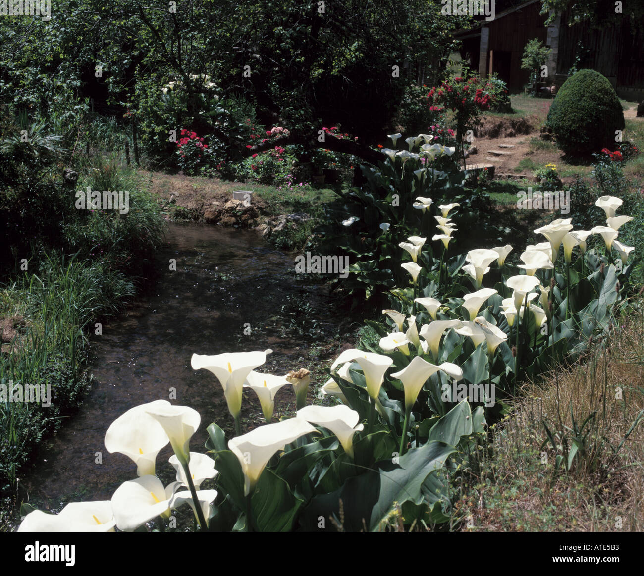 A drift of white Calla lilies bloom beside a tranquil stream in a garden in SW France Stock Photo