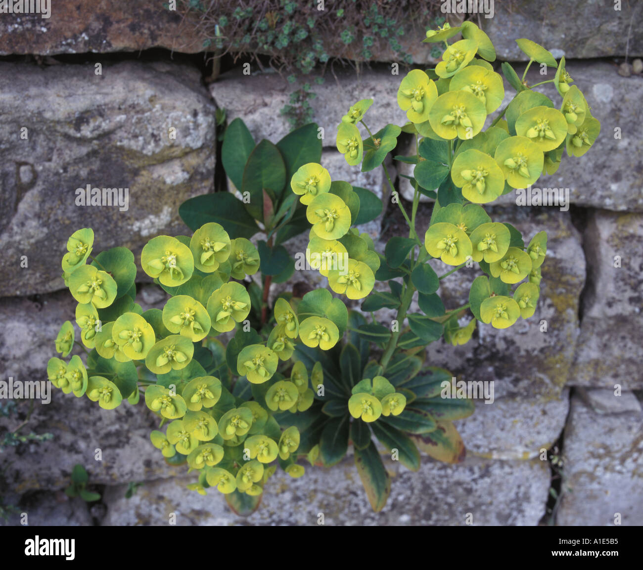 Close-up of Euphorbia amygdaloides var. robbiae thriving in a narrow crack of a beautiful stone garden wall, a testament to nature's resilience Stock Photo