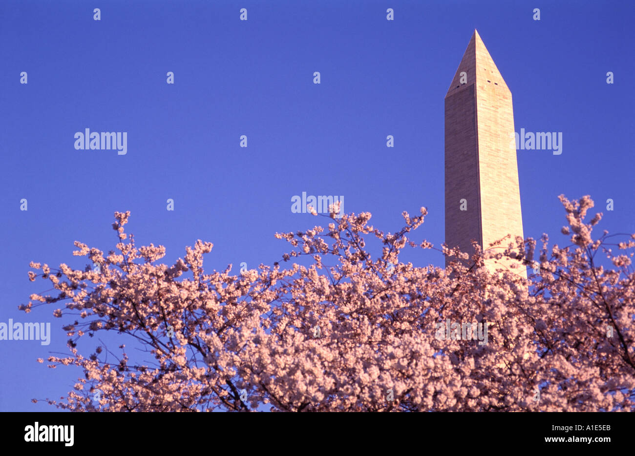 Washington Monument Washington D.C. Stock Photo