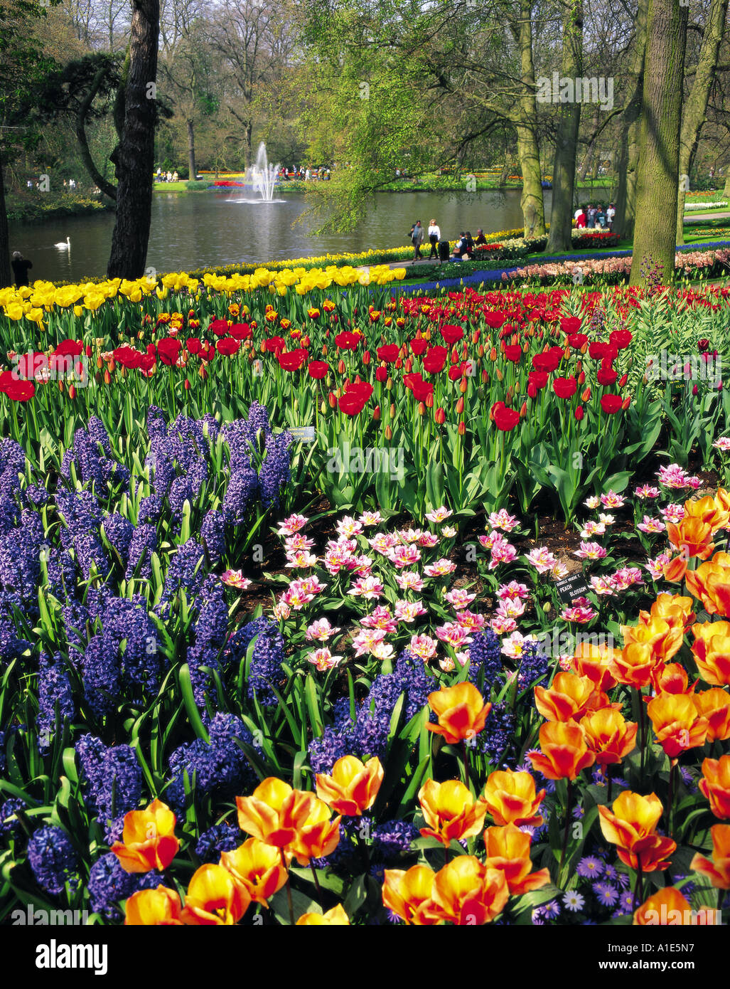 Tulips in Keukenhof Gardens at Lisse Holland Stock Photo - Alamy