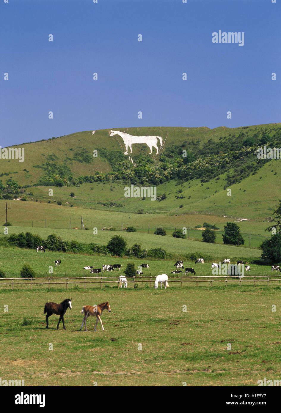 Westbury White Horse in Wiltshire England Stock Photo