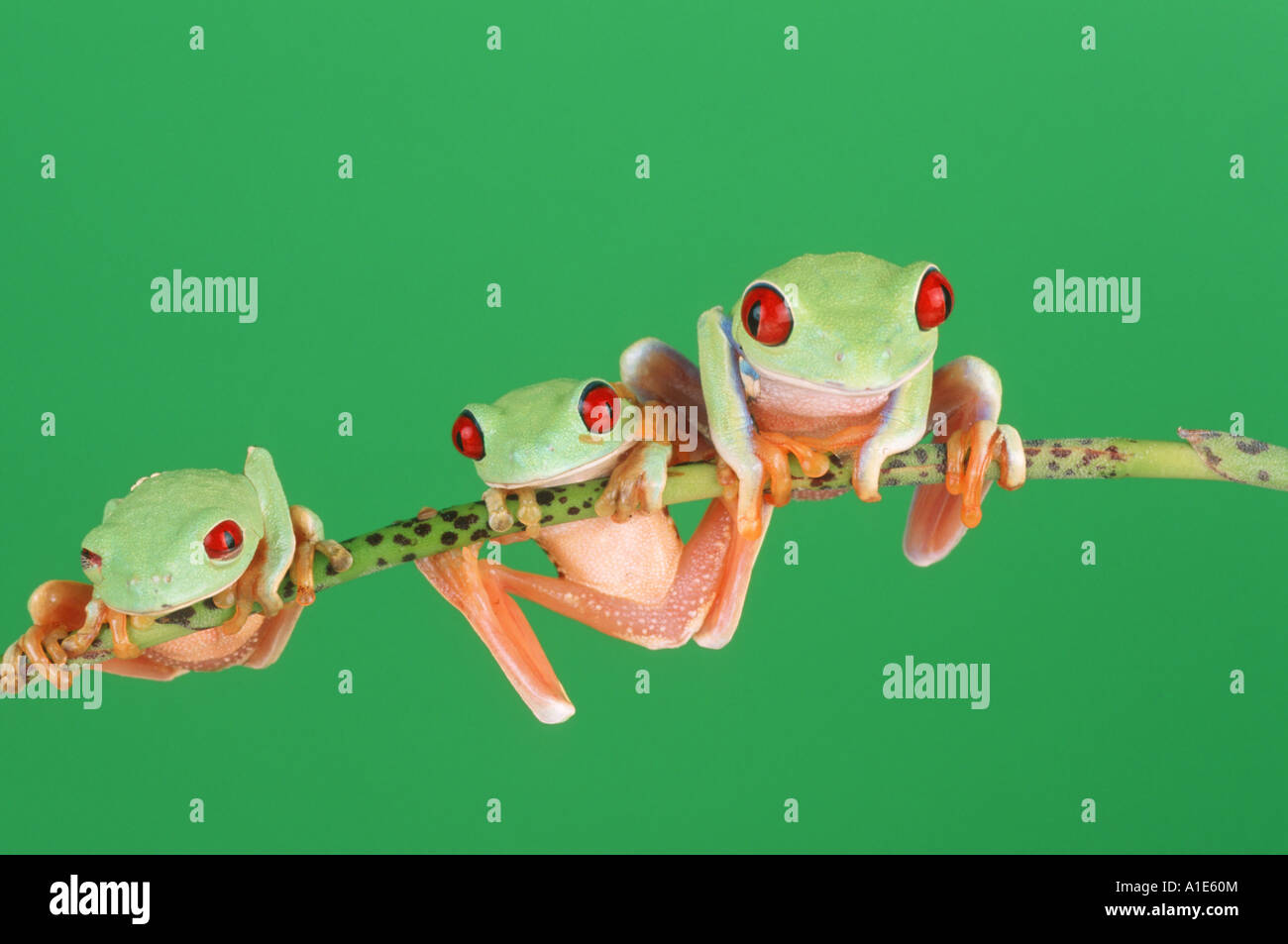 red-eyed treefrog (Agalychnis callidryas), three animals sitting on a stem Stock Photo