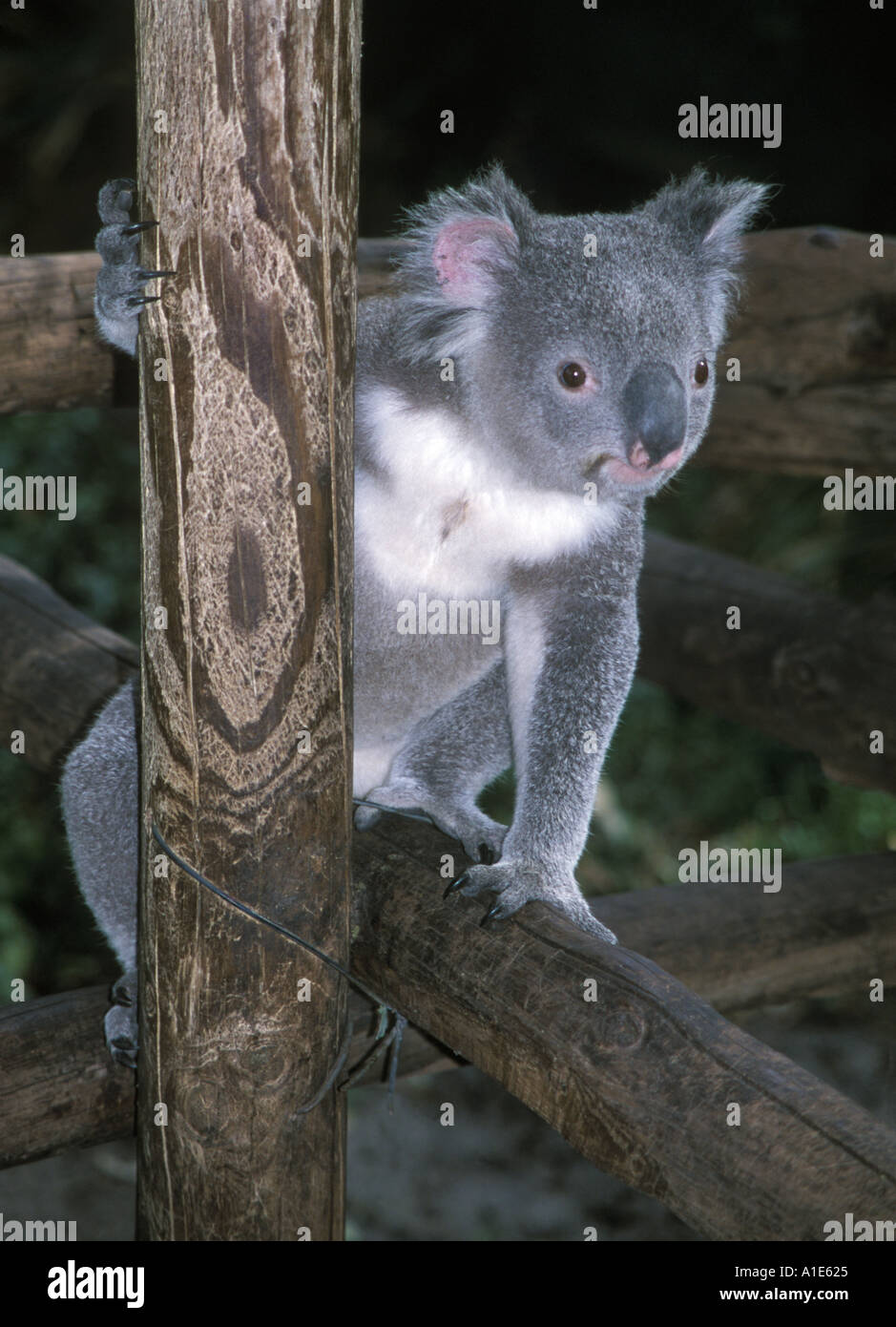 Koala watching hi-res stock photography and images - Alamy