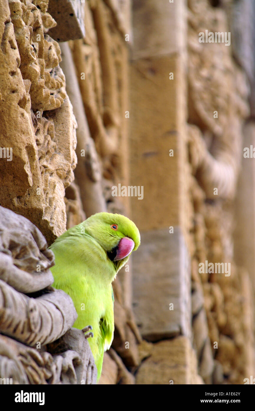 Parrot on stone at Qutb Minar ancient archaeological complex in New ...