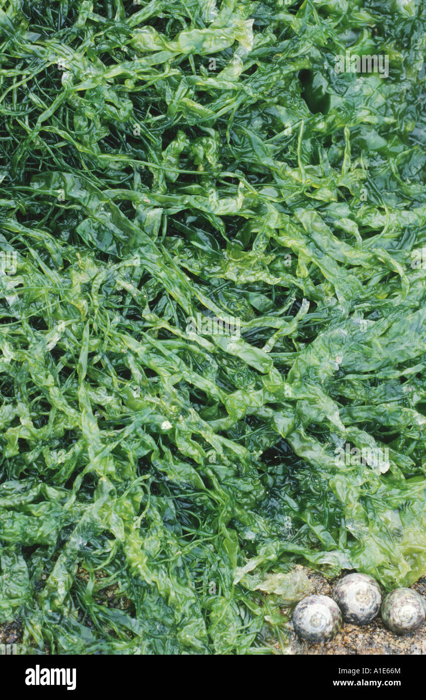 green alga, seaweed (Enteromorpha spec., Thallus spec.), a lot of plants at the beach, France Stock Photo
