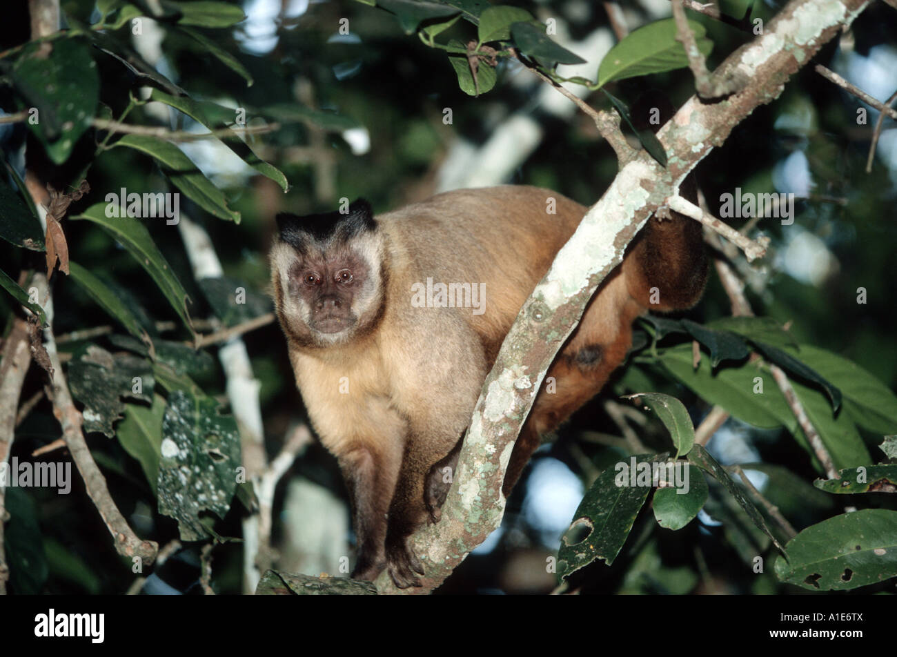 Black-Capped Capuchin, Brown-Capuchin Monkey (Cebus apella), Brazil, Pantanal, Mato Grosso Stock Photo