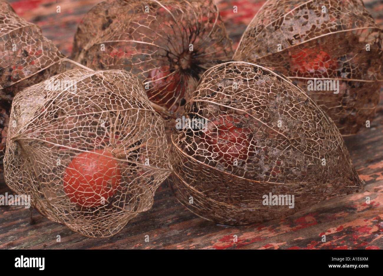 Chineselanternplant, Chinese lantern, Japanese lantern, winter cherry