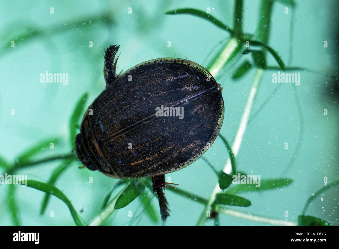 pond beetle, common pond beetle (Acilius sulcatus), imago Stock Photo