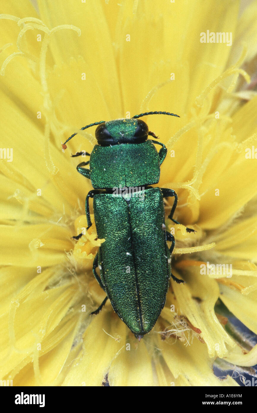 metallic wood boring beetle, metallic wood borer, splendour beetle, buprestid (Anthaxia millefolii), imago Stock Photo