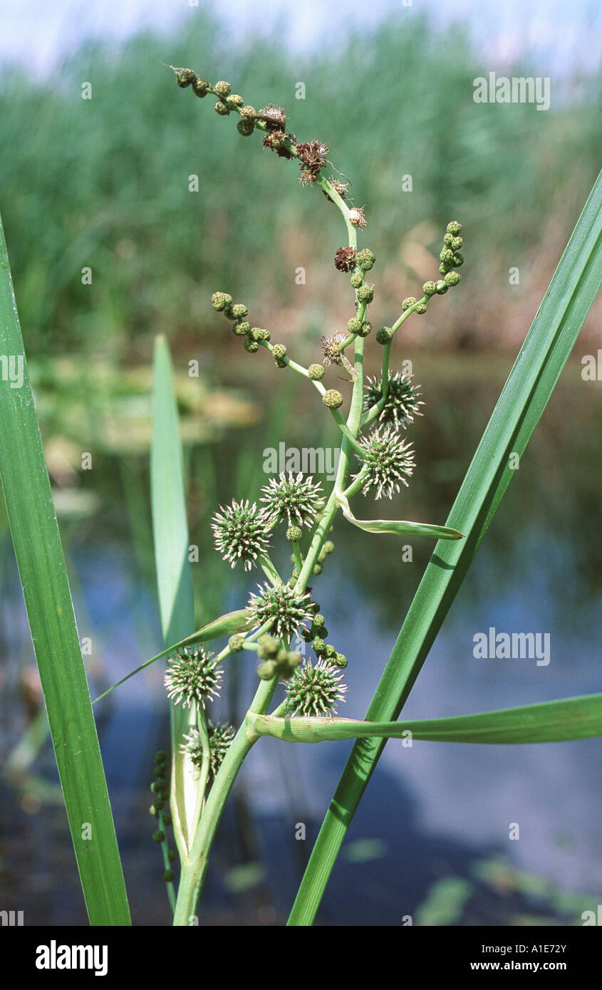 Branched Bur-reed (Sparganium erectum subsp. erectum), inflorescence, Hungary Stock Photo