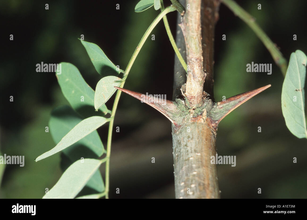 common locust, black locust, robinia (Robinia pseudoacacia), twig with thorns Stock Photo