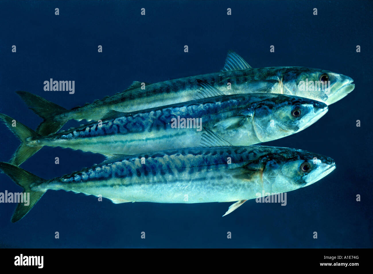 Atlantic mackerel, common mackerel (Scomber scombrus), three individuals, side by side Stock Photo