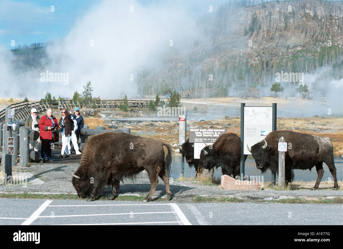 American bison, buffalo (Bison bison), on a parking aerea, USA, Wyoming