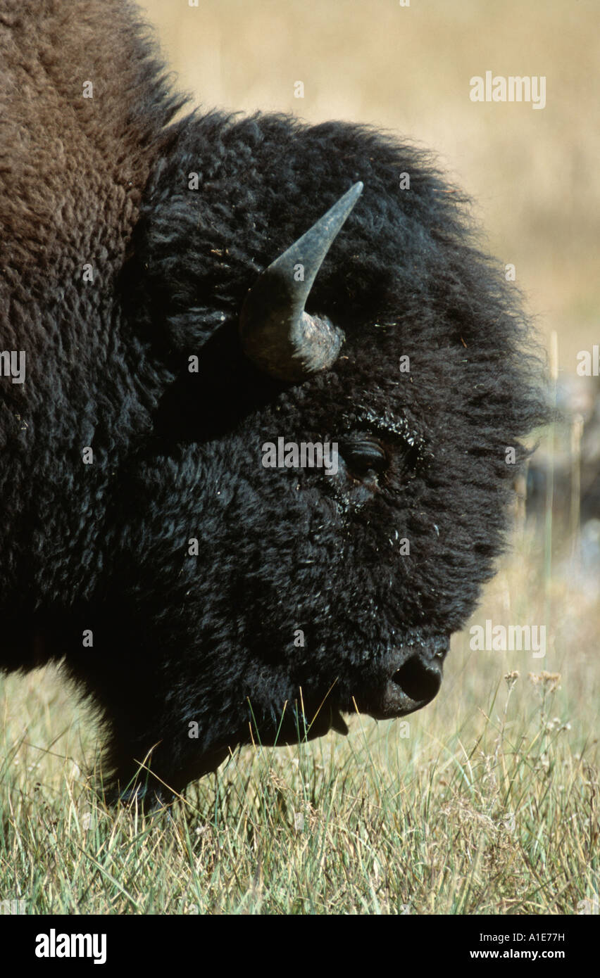 American bison, buffalo (Bison bison), portrait, USA, Wyoming, Yellowstone NP Stock Photo