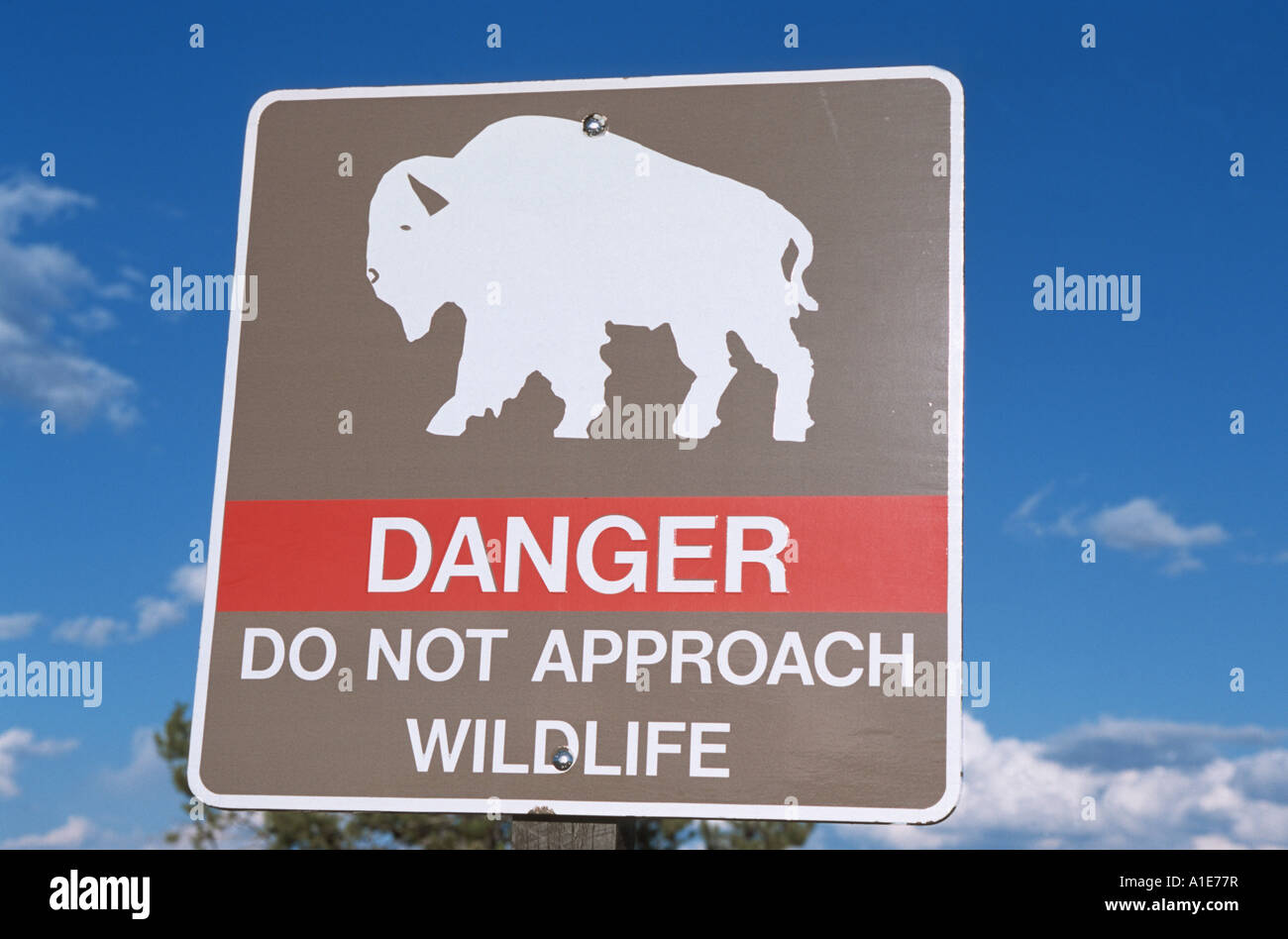 American bison, buffalo (Bison bison), information sign at the road side, USA, Wyoming, Yellowstone NP Stock Photo