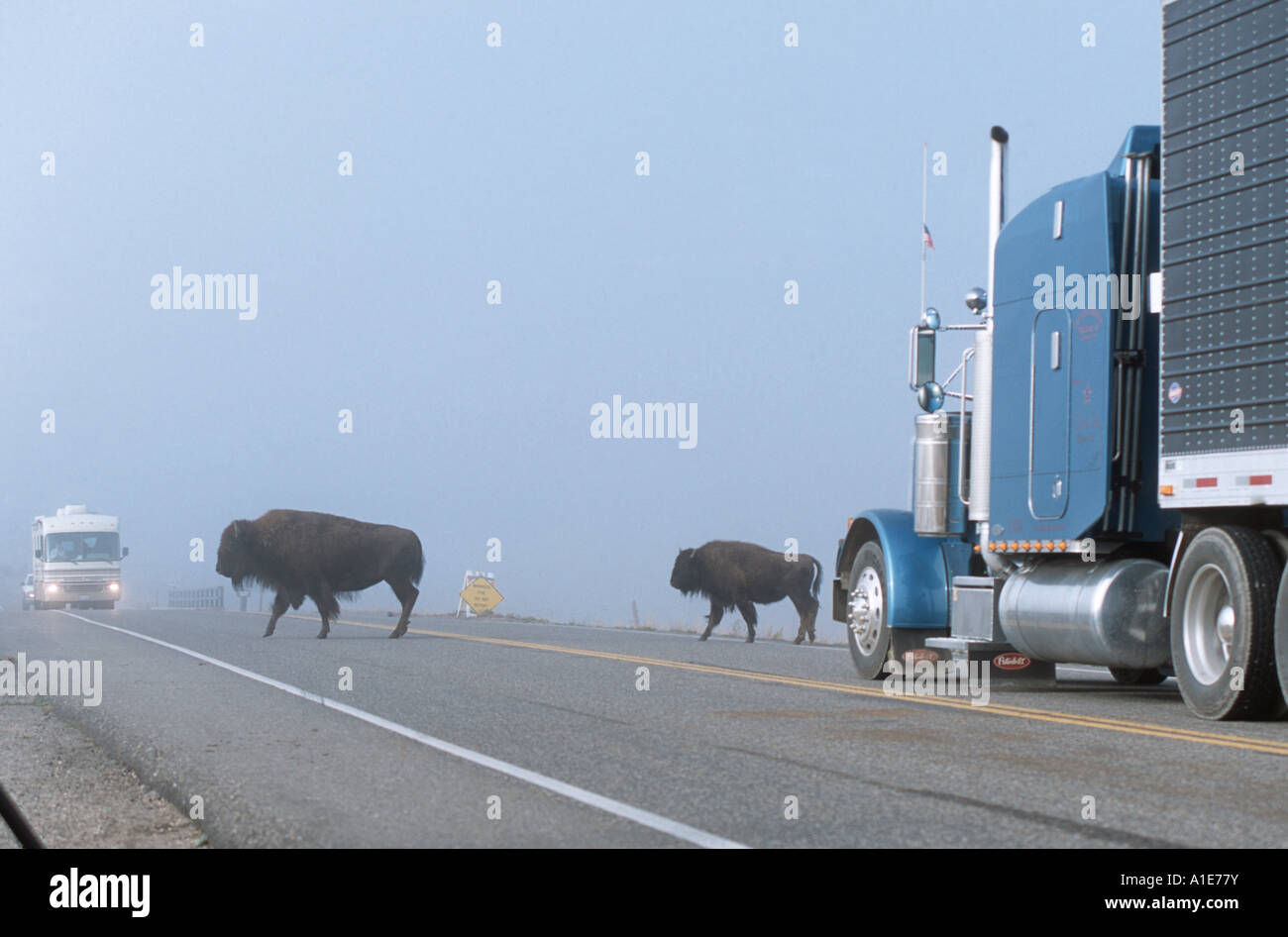 American bison, buffalo (Bison bison), crossing a street, USA, Wyoming, Yellowstone NP Stock Photo