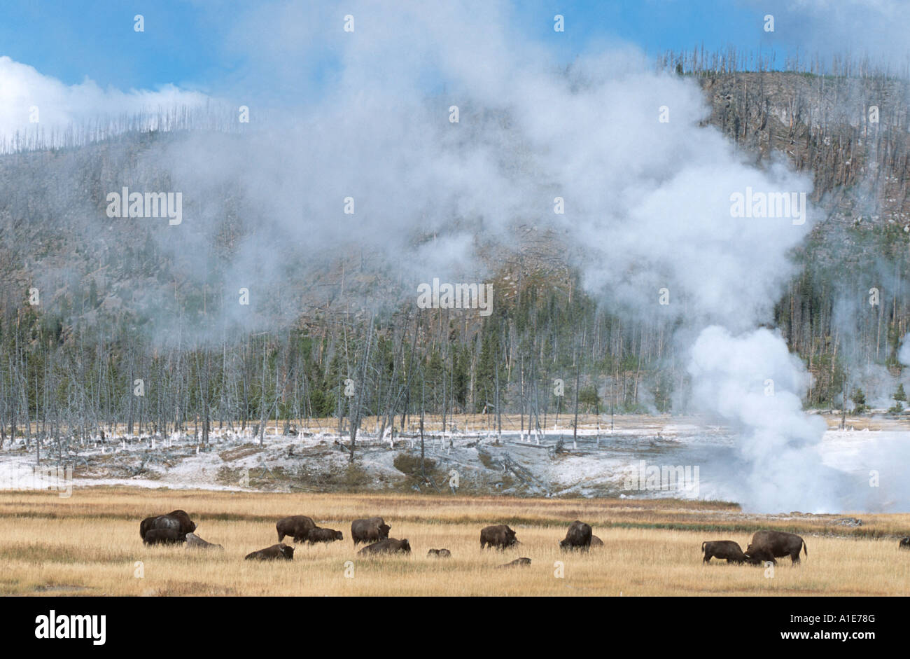 American bison, buffalo (Bison bison), herd in front of hot springs, USA, Wyoming, Yellowstone NP Stock Photo