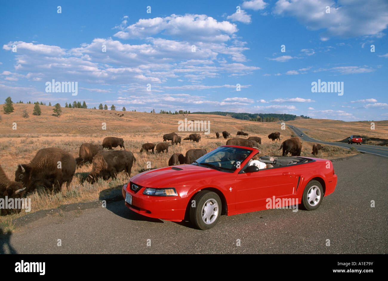 American bison, buffalo (Bison bison), grazing at the road side, USA, Wyoming, Yellowstone NP Stock Photo