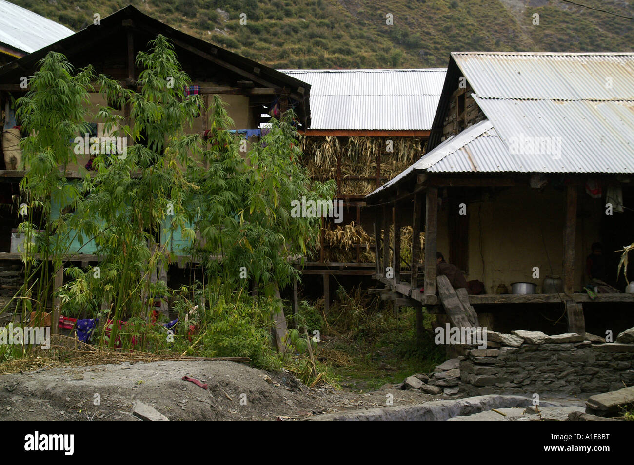 Houses and yard in Malana village with crop of cannabis growing nearby ...