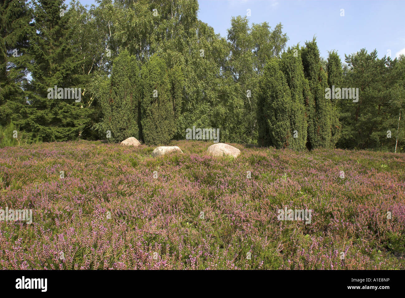 heather, ling (Calluna vulgaris), and juniper (Juniperus communis) Stock Photo
