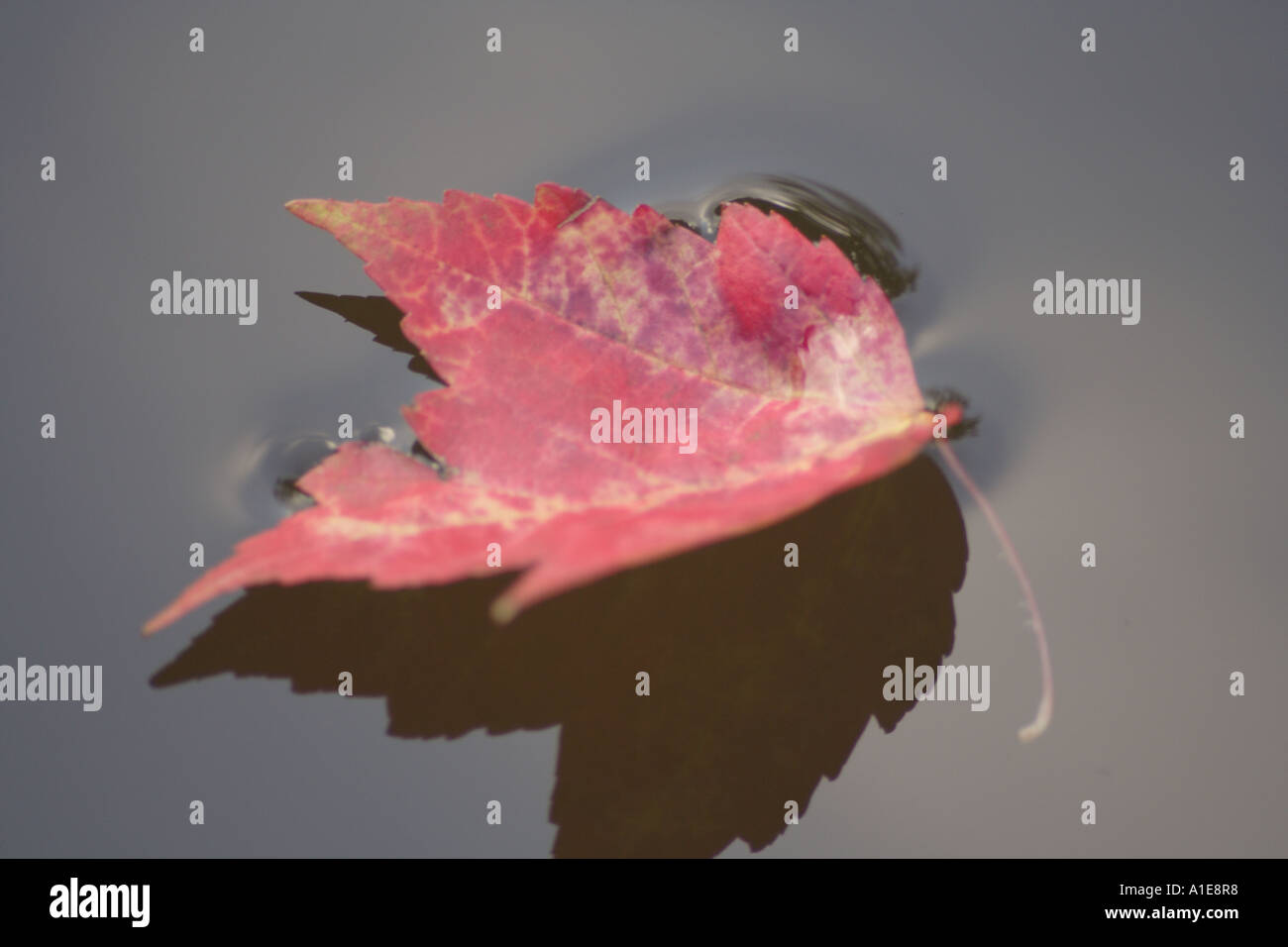 Red Leaf in the water. Stock Photo