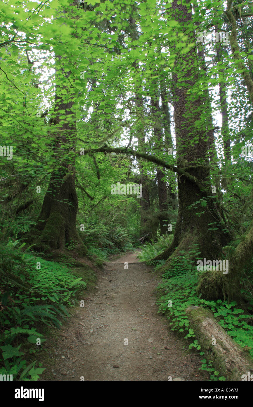 Flower Pathway Tree Ferns High Resolution Stock Photography and Images ...