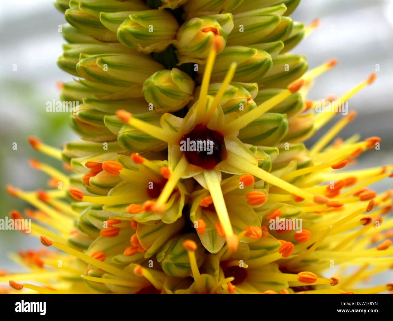 Aloe (Aloe spicata, Aloe sessiliflora, Aloe tauri), flower with nectar  Stock Photo - Alamy