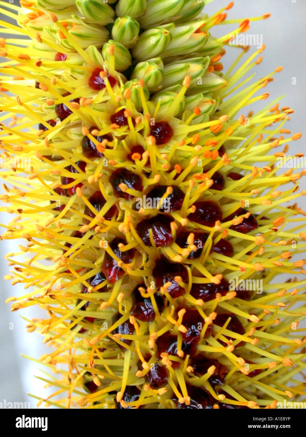 Aloe (Aloe spicata, Aloe sessiliflora, Aloe tauri), flowers with nectar  Stock Photo - Alamy