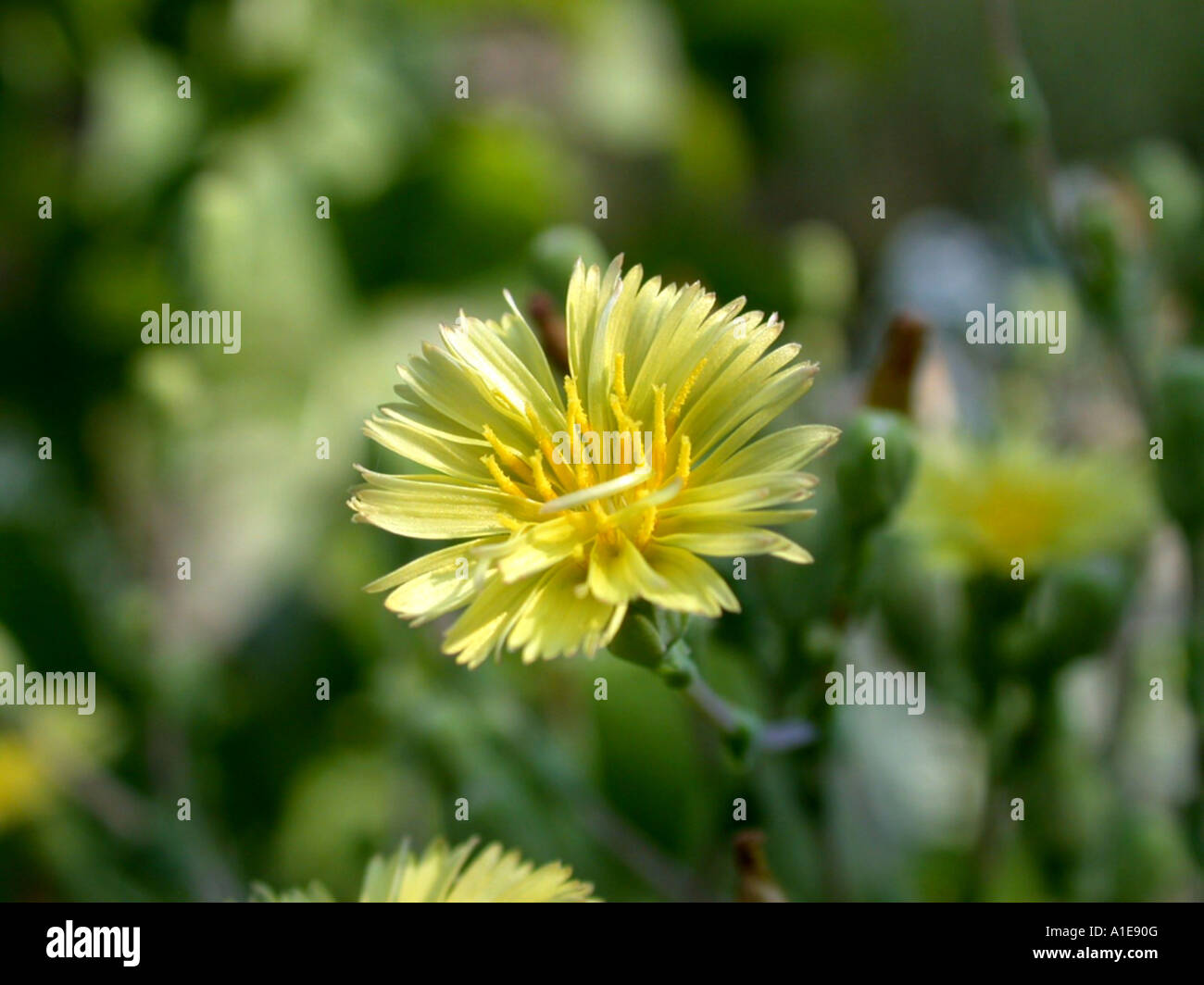 garden lettuce (Lactuca sativa), inflorescence Stock Photo Alamy