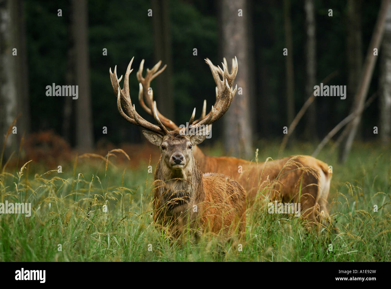 red deer (Cervus elaphus), two stags, Germany Stock Photo