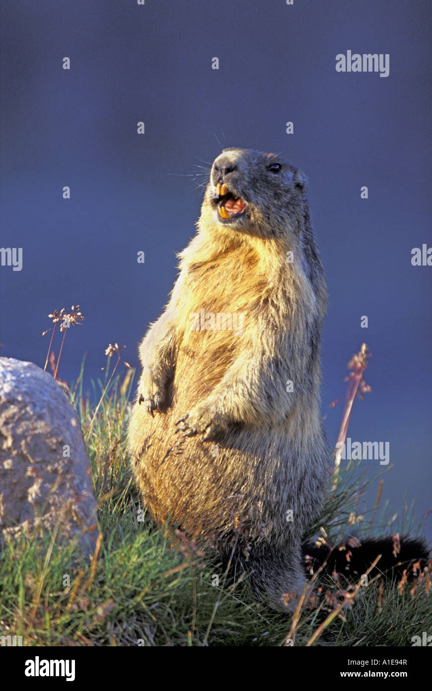 alpine marmot (Marmota marmota), whistling, Austria, Grossglockner