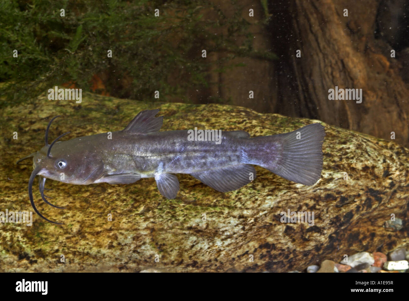 brown bullhead, speckled catfish, horned pout, American catfish