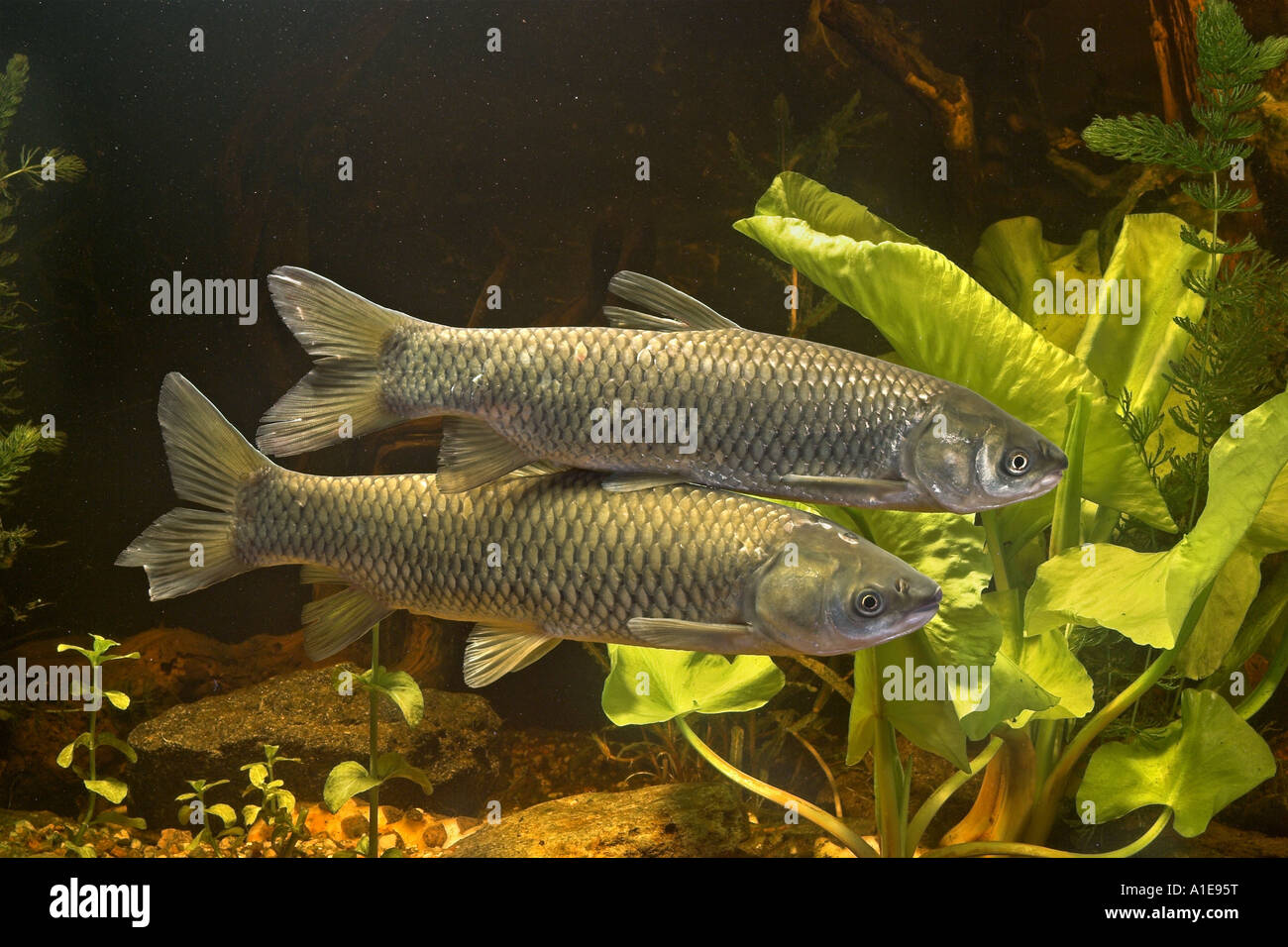 grass carp (Ctenopharyngodon idella), two individuals Stock Photo