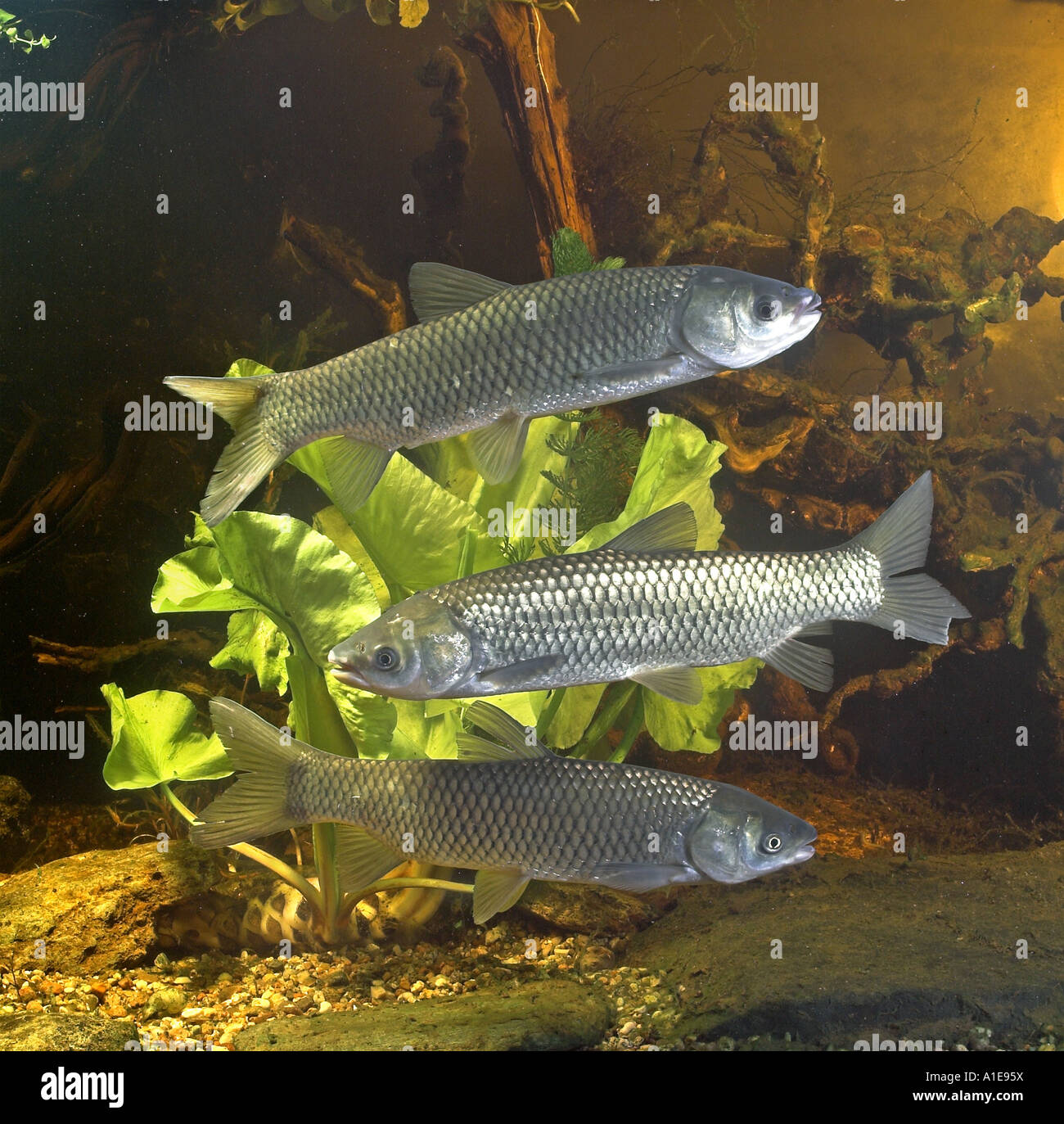 grass carp (Ctenopharyngodon idella), three individuals Stock Photo