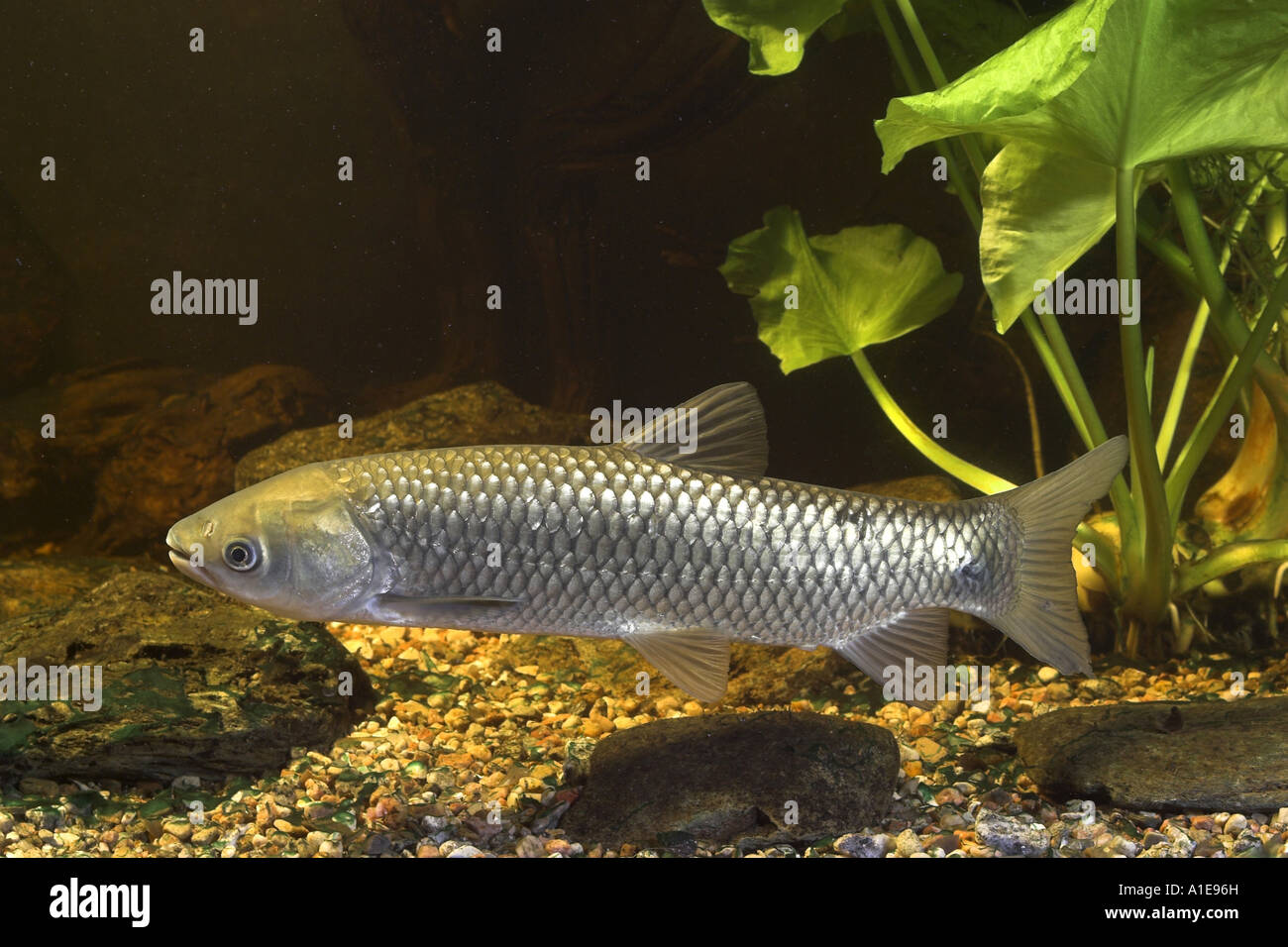 grass carp (Ctenopharyngodon idella) Stock Photo