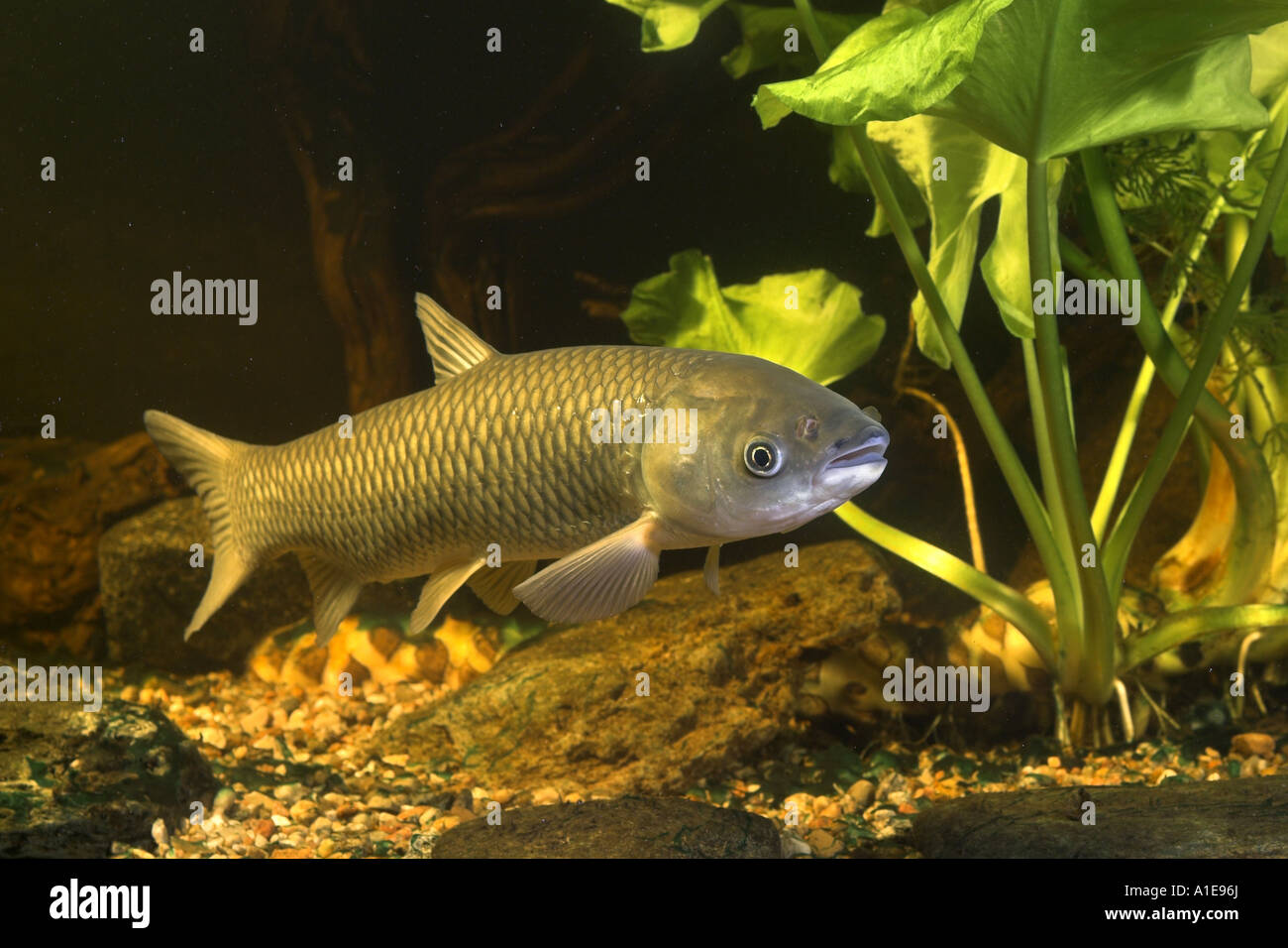 grass carp (Ctenopharyngodon idella) Stock Photo