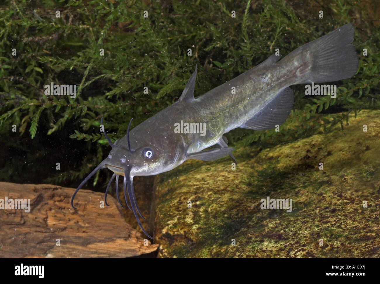 horned pout, American catfish, brown bullhead, speckled catfish (Ictalurus nebulosus, Ameiurus nebulosus) Stock Photo