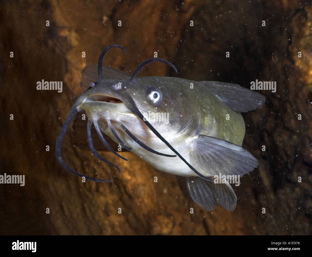 Brown bullhead catfish hi-res stock photography and images - Alamy