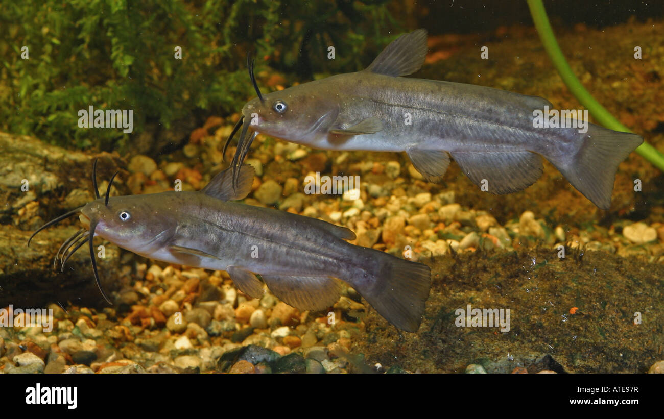 Horned Pout High Resolution Stock Photography and Images Alamy