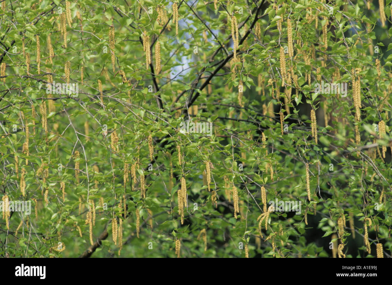 common birch, silver birch, European white birch, white birch (Betula pendula, Betula alba), blooming Stock Photo