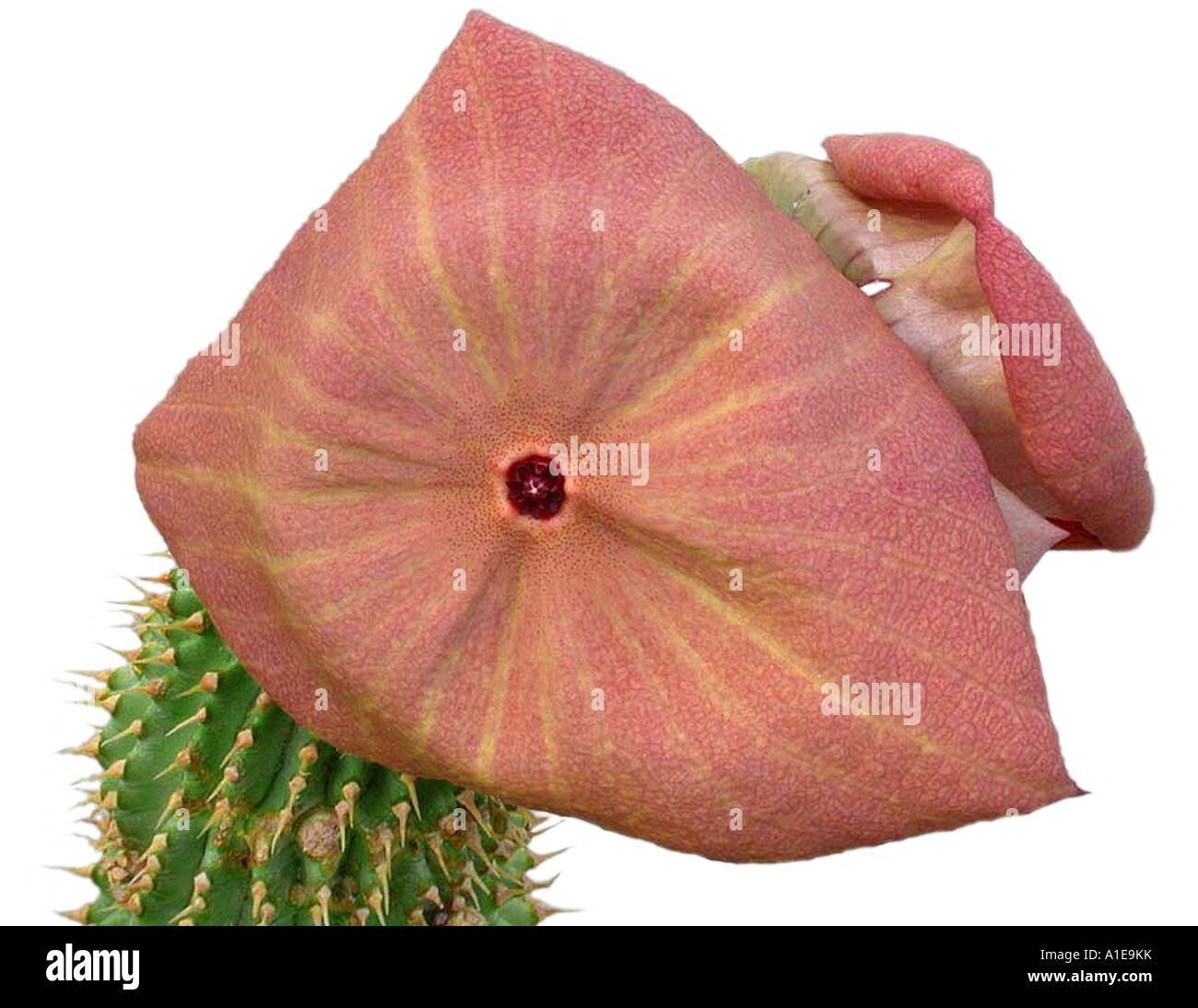 Hoodia Cactus (Hoodia gordonii), medical plant, is used as appetite suppressant Stock Photo
