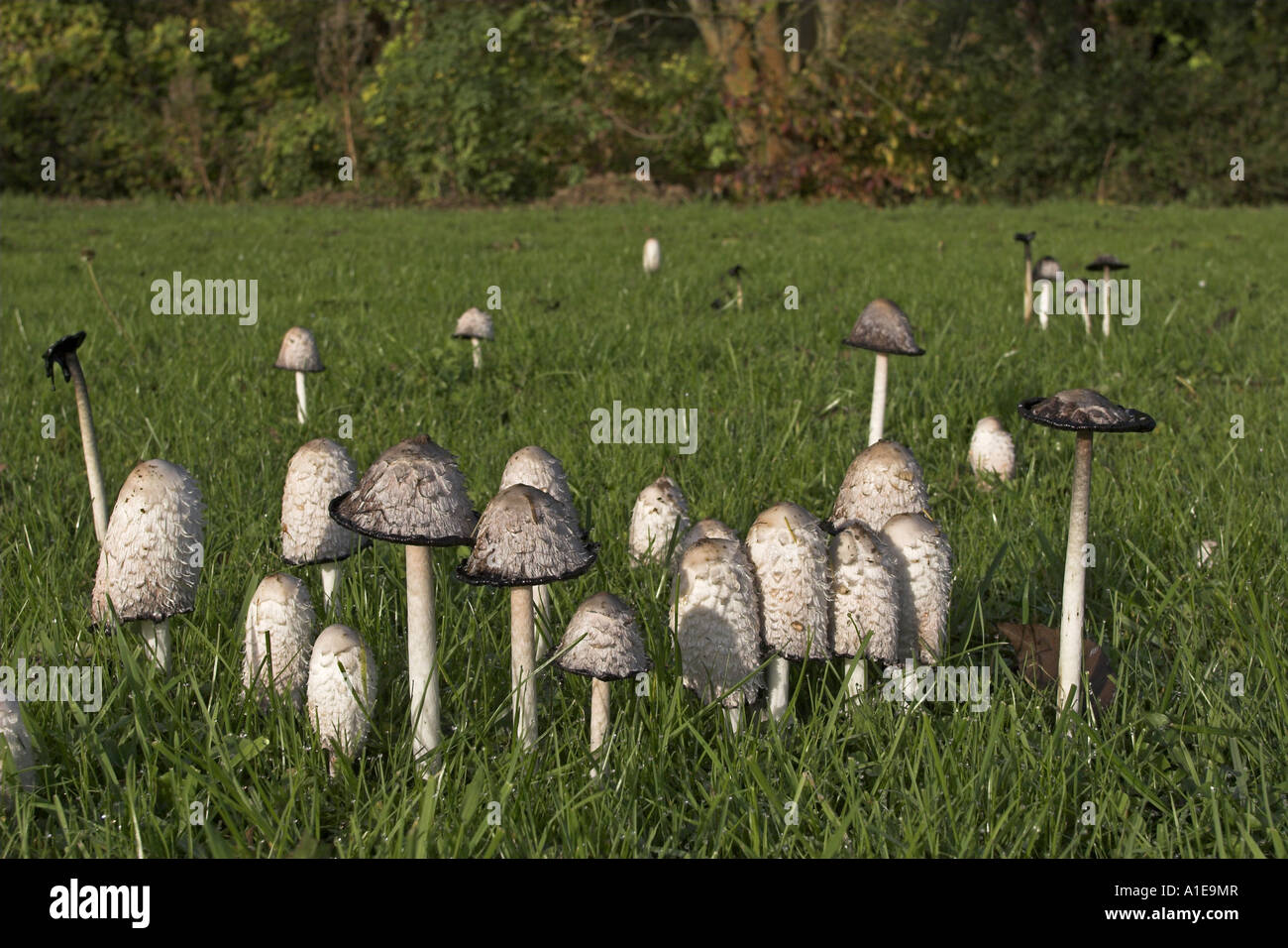 wig (Coprinus comatus), several individuals in a meadow Stock Photo