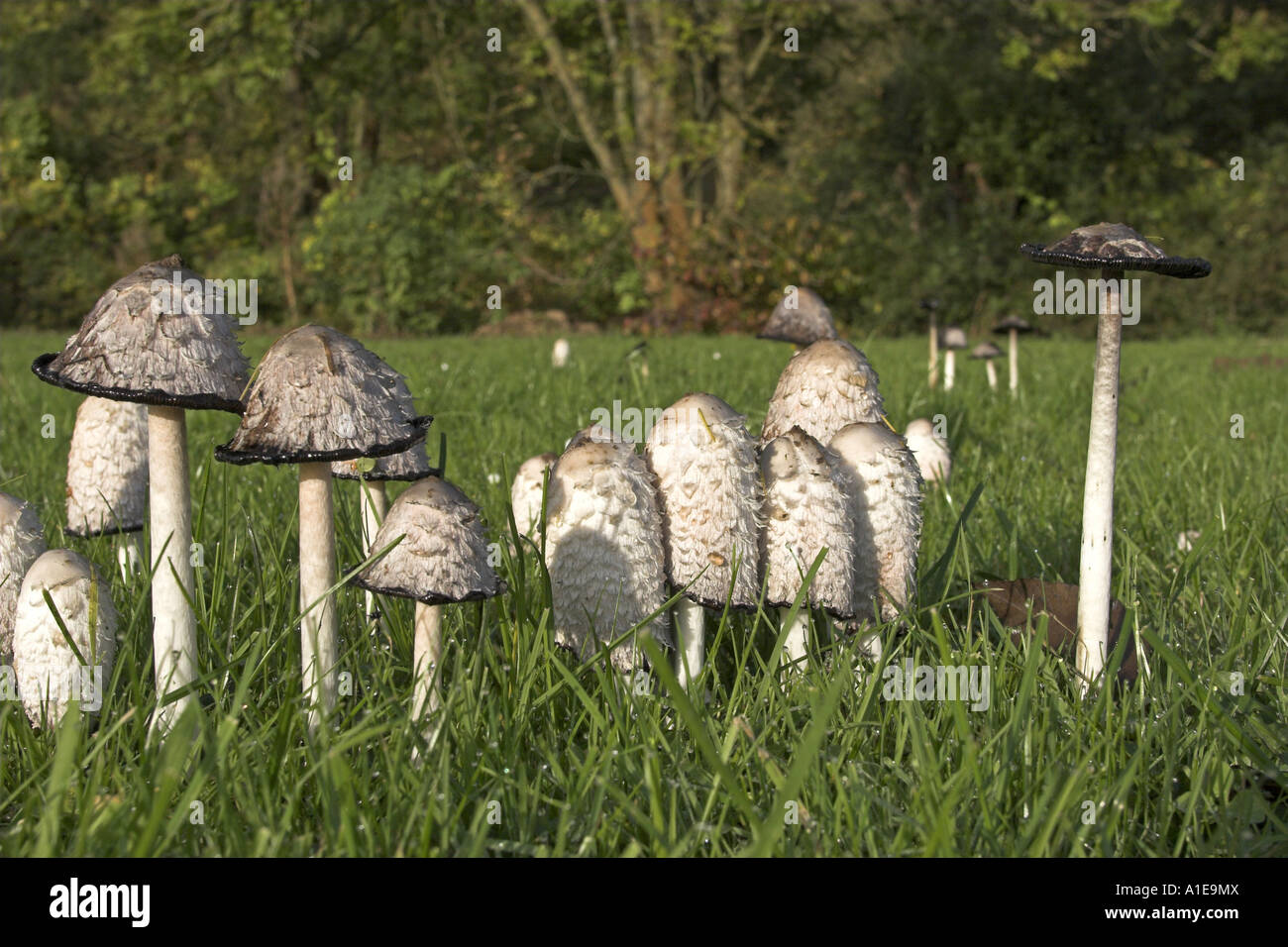 wig (Coprinus comatus), several individuals on a meadow Stock Photo