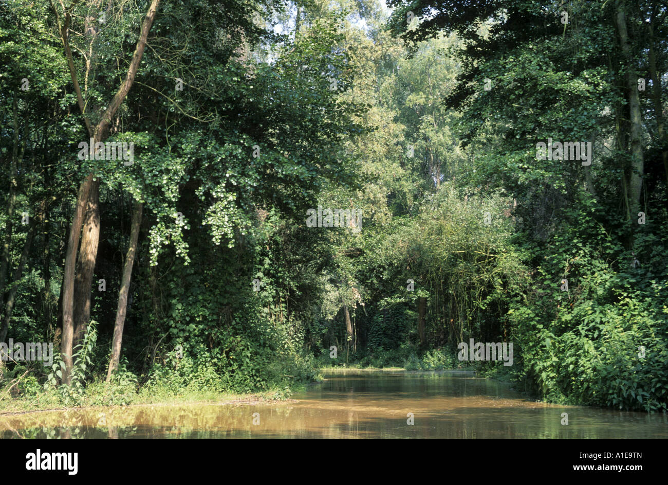 floodplain forests at high water, Germany Alnus Stock Photo
