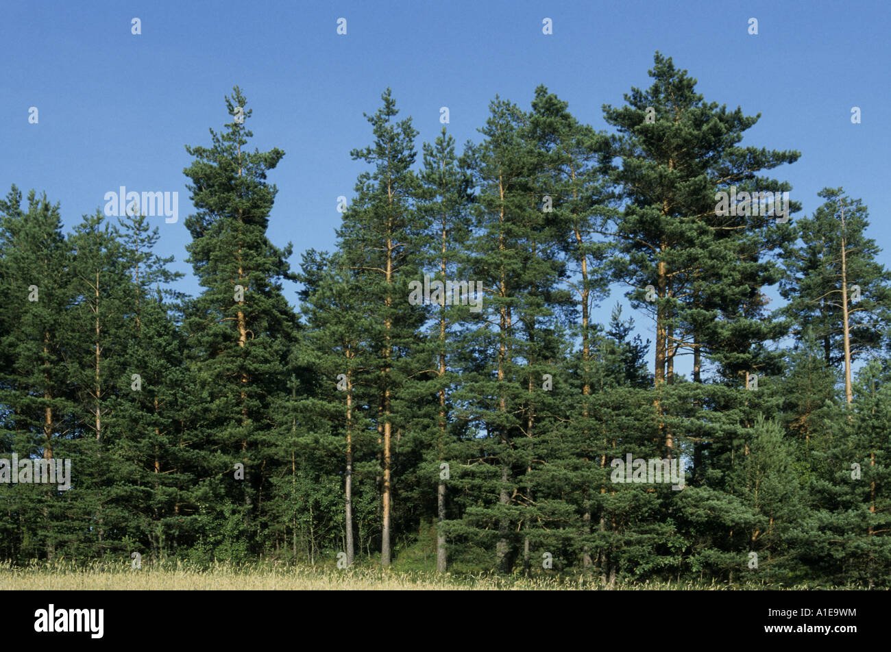 Scotch pine, scots pine (Pinus sylvestris), pine forest Stock Photo