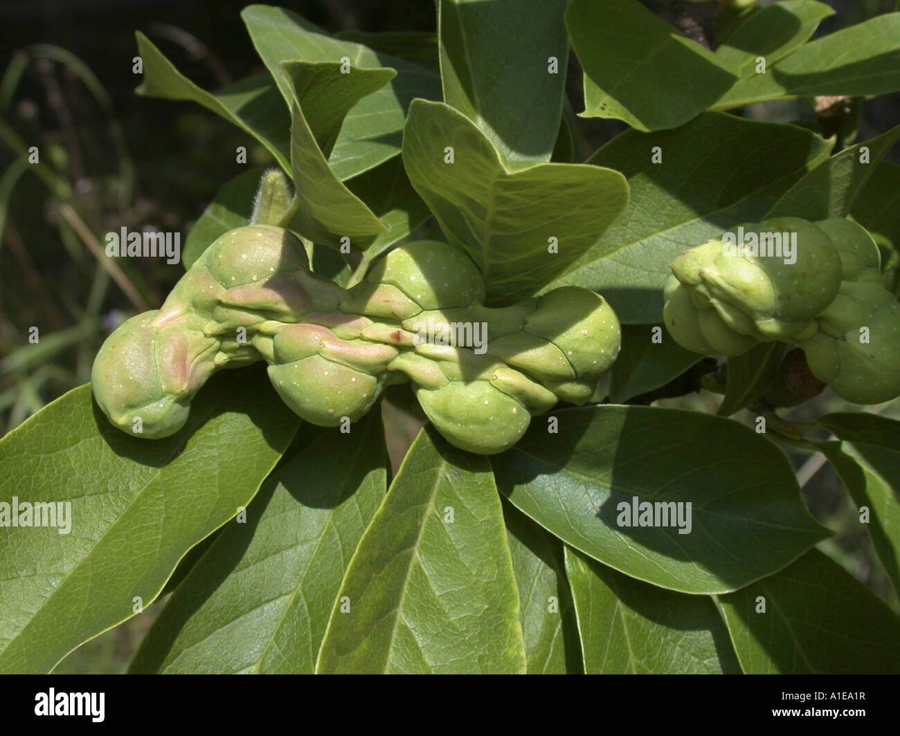 saucer magnolia (Magnolia x soulangiana, Magnolia soulangiana, Magnolia x soulangeana, Magnolia