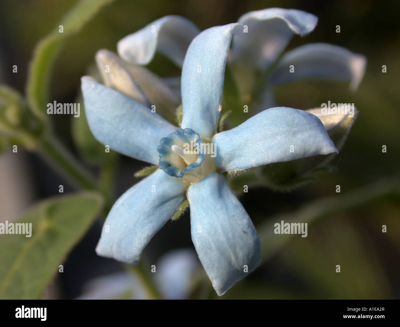 Milkweed, Star Flower, Southern Star (Oxypetalum caeruleum, Tweedia caerulea), flower Stock Photo
